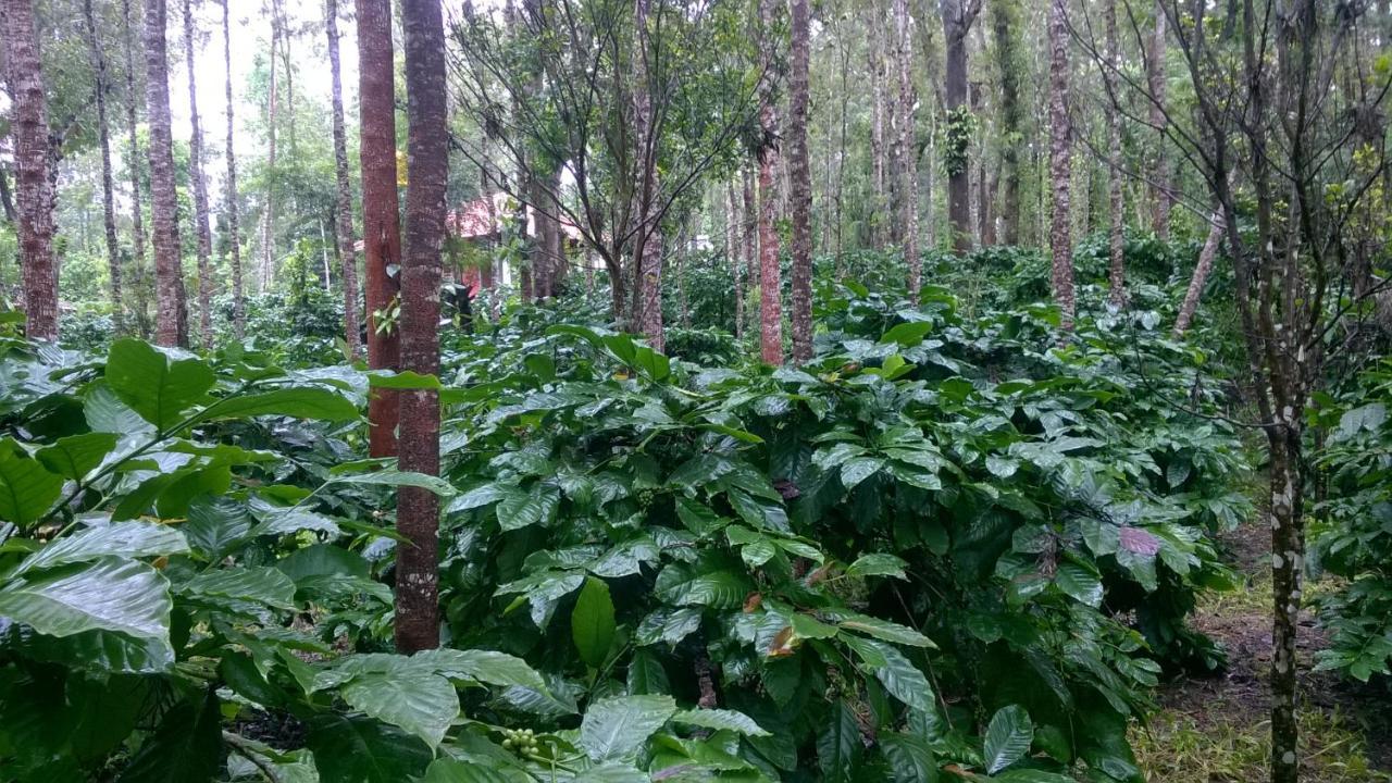 Rai Cottage @ Coorg ,Suntikoppa エクステリア 写真