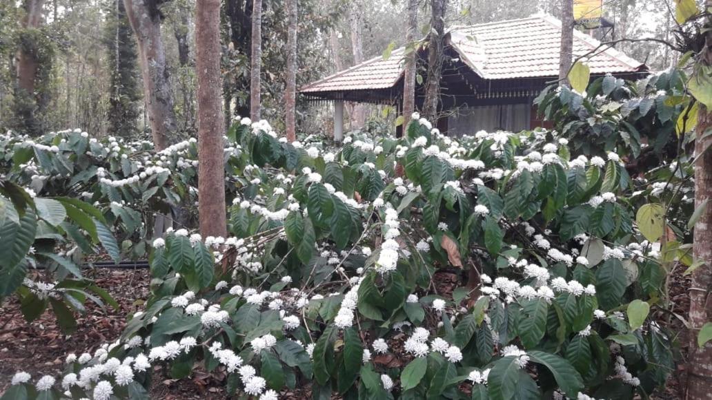 Rai Cottage @ Coorg ,Suntikoppa エクステリア 写真
